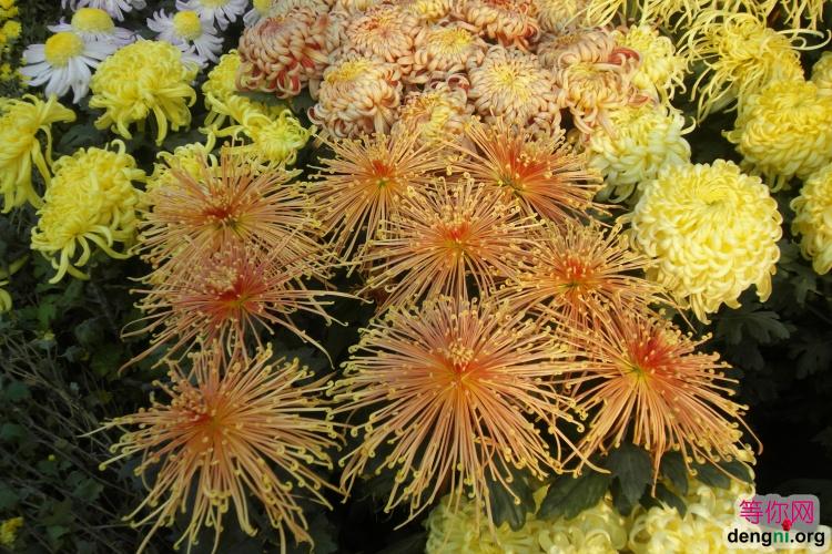 �ջ���ľջ�