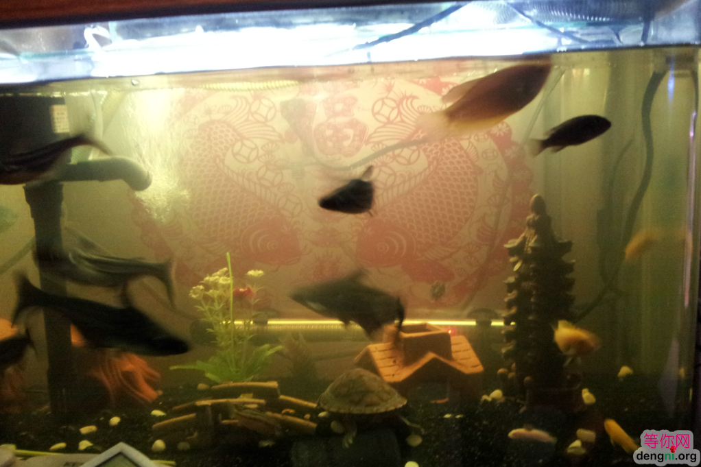 QQ��ͼ20130212165956