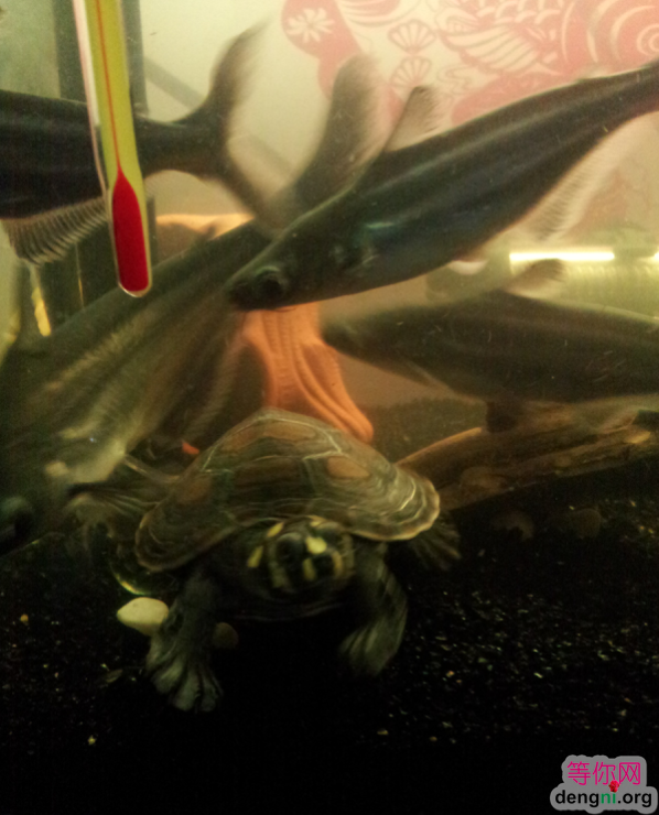 QQ��ͼ20130212170358