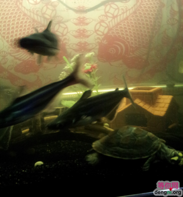 QQ��ͼ20130212170422