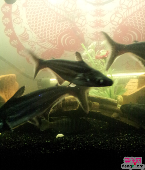 QQ��ͼ20130212170458