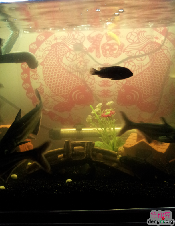 QQ��ͼ20130212170522