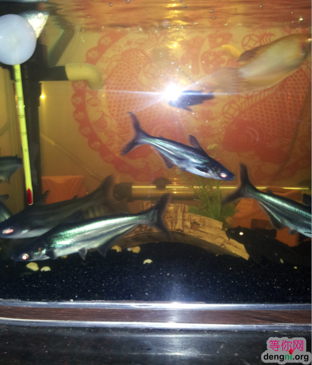 QQ��ͼ20130212170549