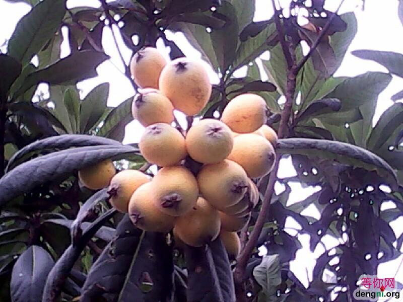 ζ��������