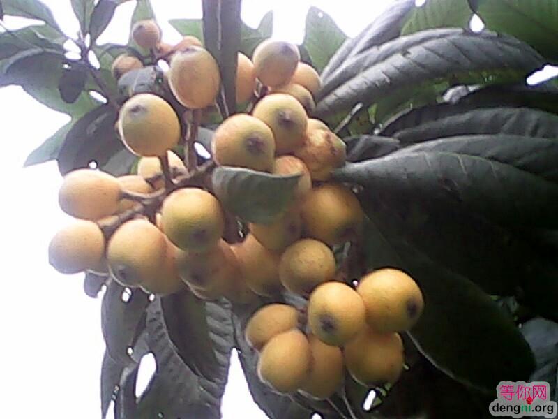 ζ��������