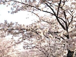 ӣ����������