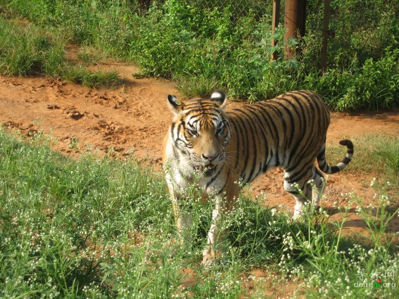 ���ź��׶���԰