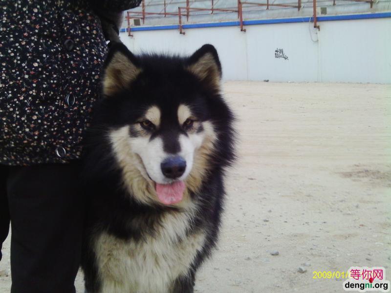 �����İ���˹��