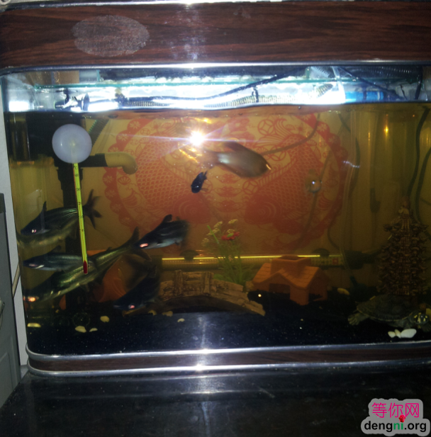 QQ��ͼ20130212170611