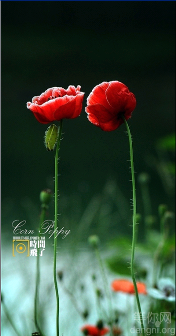 ���ԣ�������ʵ�İ��龫��ʦ�𣿣�ת�أ�