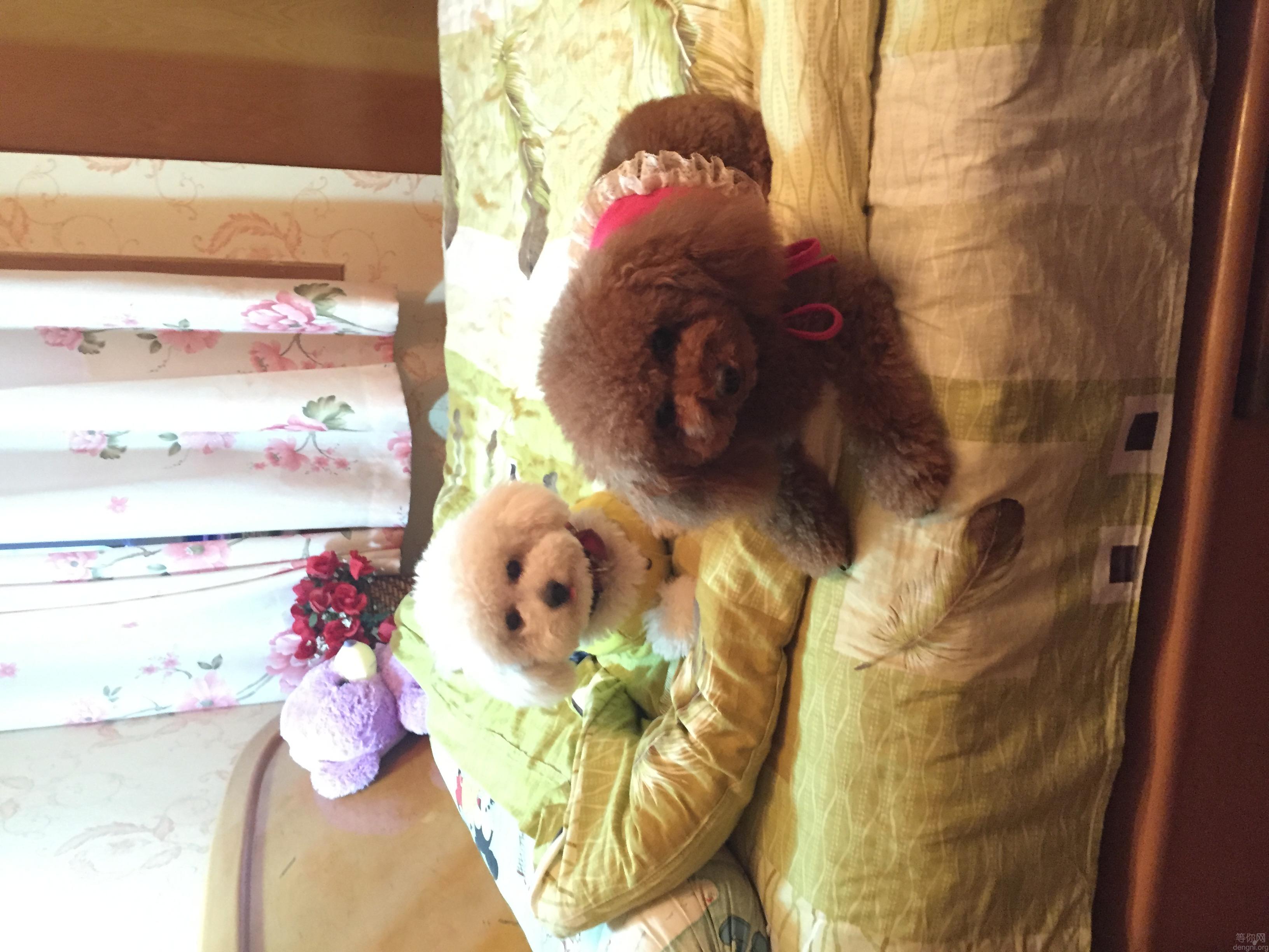 �ҵ�������Ȯ